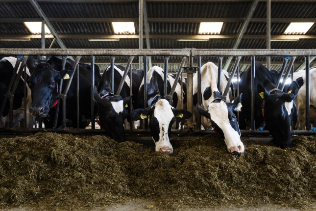 Behiak Herbehereetako etxalde batean, Spaarndam herrian. REMKO DE WAAL / EFE