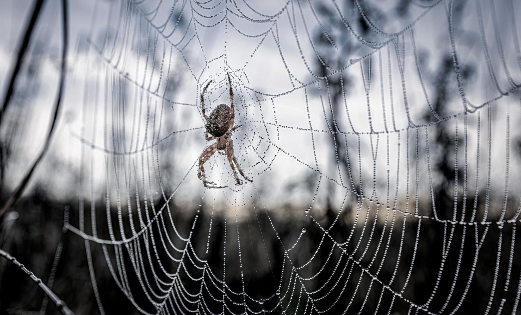 Armiarma bat bere sarean. FREEPIK