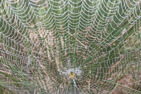 Armiarma sare prototipiko bat. ENEKOITZ TELLERIA SARRIEGI