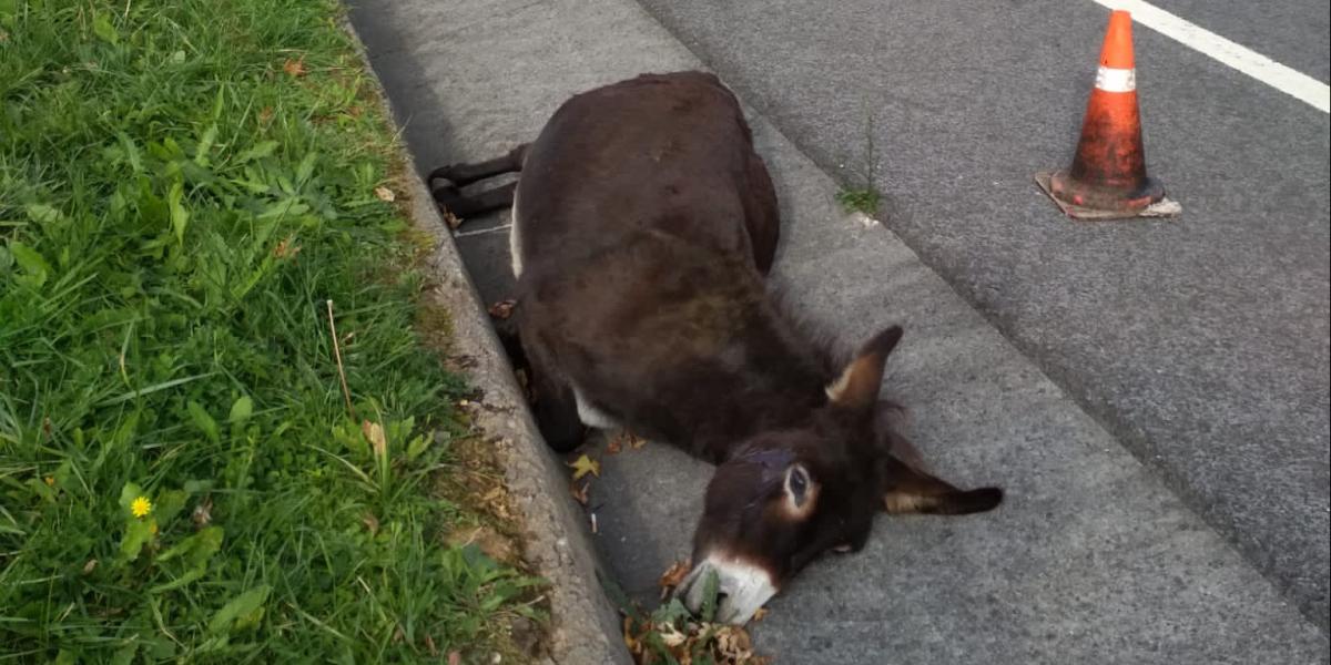 Jose Antonio Quintana Linaza abeltzainaren astoa hilda, Zugaztietan, BI-757 errepidean, 2019ko irudi batean. JOSE ANTONIO QUINTANA LINAZA