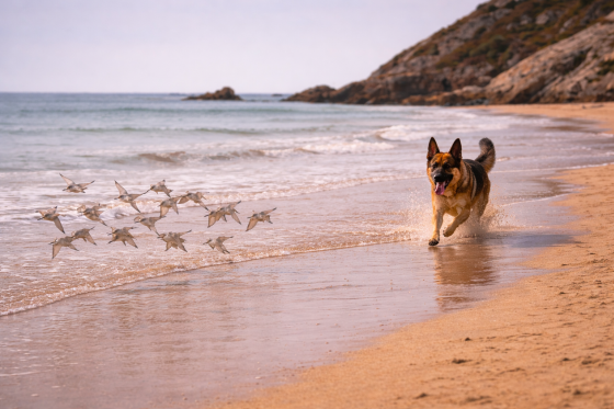 Txakur bat hondartzan lasterka, hegazti talde baten atzetik, artxiboko irudi batean. BERRIA