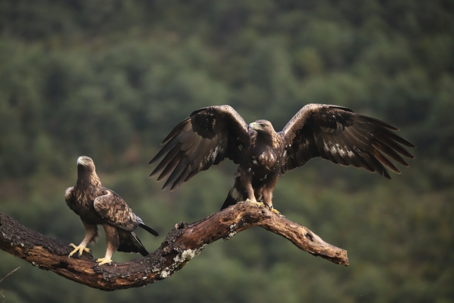 Pobes inguruan bizi den arrano beltz bikotea. MARTIN BARANDALLA Pobes inguruan bizi den arrano beltz bikotea. MARTIN BARANDALLA