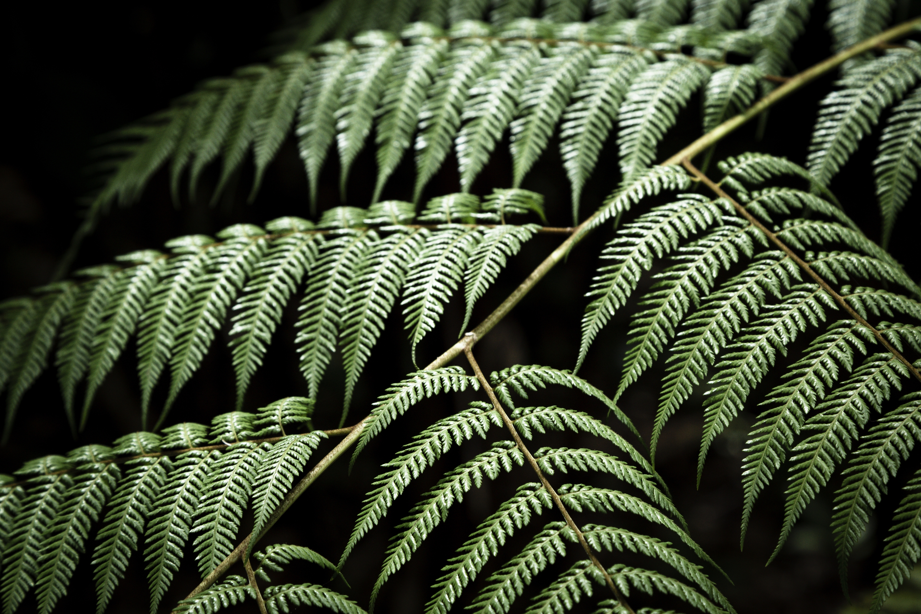 Iratze bat. Hostoen forma arraroa geometria fraktalaren bidez modelizatu daiteke. FREEPIK