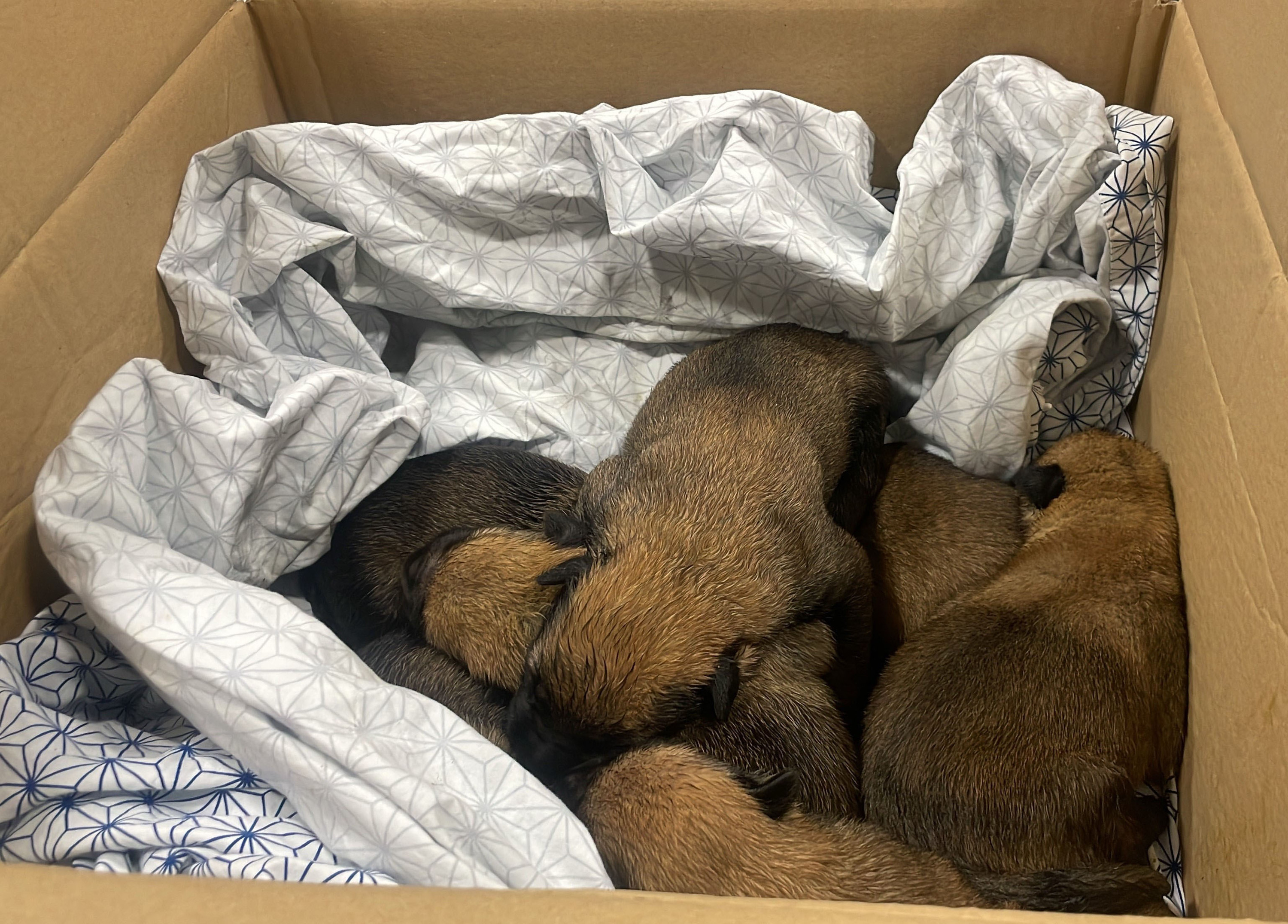 Konpontzeke dagoen afera bat Konpontzeke dagoen afera bat