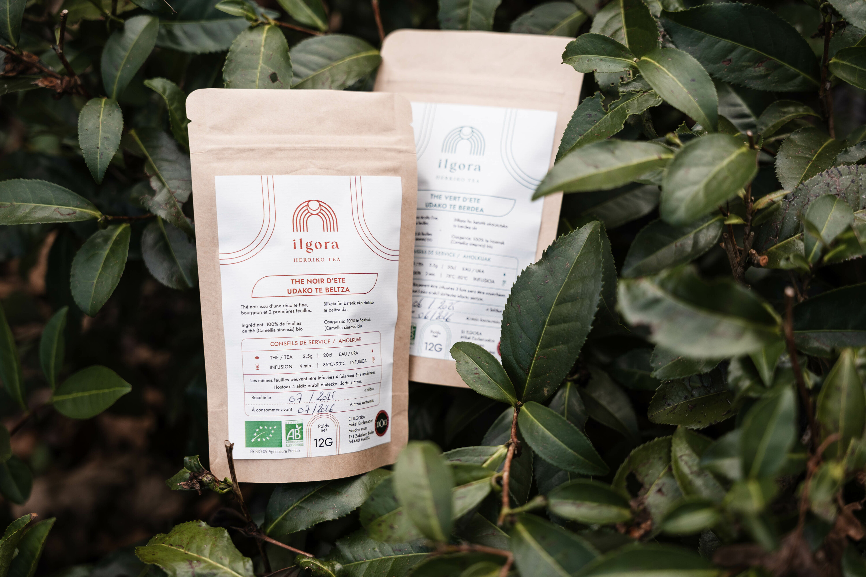 Ilgora teak, Uztaritzen. NAHIA GARAT