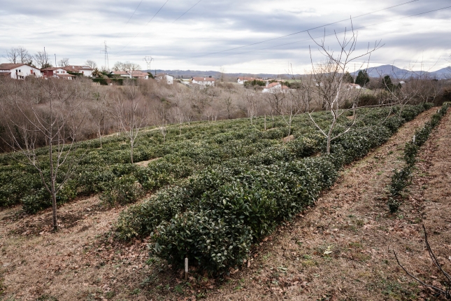 (ID_15701409) (Nahia GARAT) Ilgora, euskal te ekoizpen eta gama : Mikel Esclamadon, 2021.01 (ID_15701409) (Nahia GARAT) Ilgora, euskal te ekoizpen eta gama : Mikel Esclamadon, 2021.01