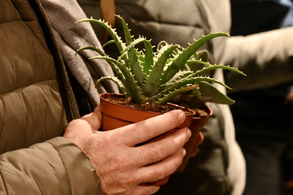 Aloe vera txiki bat. MIKEL MARTINEZ DE TRESPUENTES