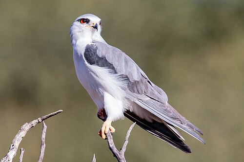 Elano urdina. WIKIMEDIA FUNDAZIOA