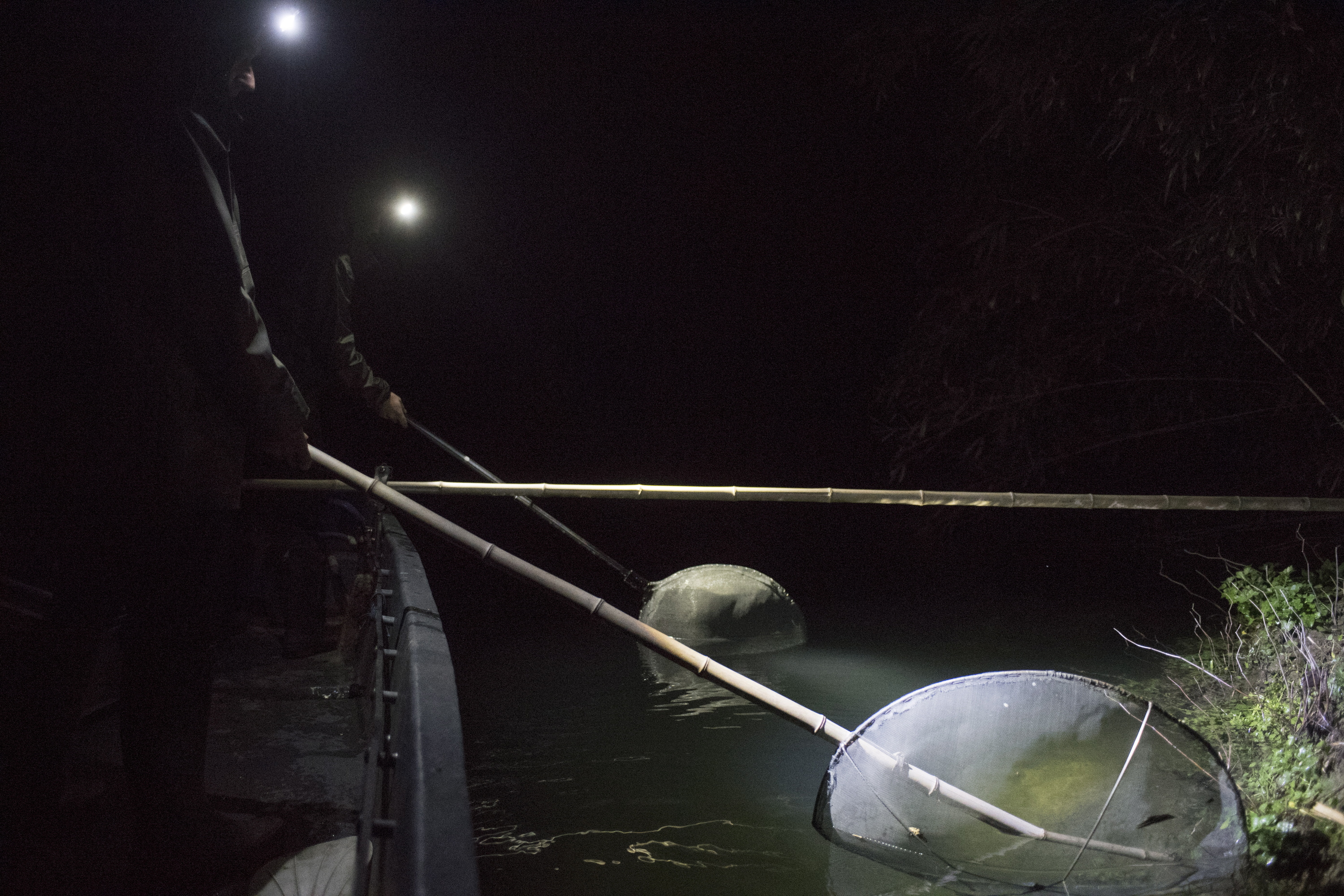 Ezkutuko angula arrantzale batzuk, artxiboko irudi batean. JUAN CARLOS RUIZ / FOKU