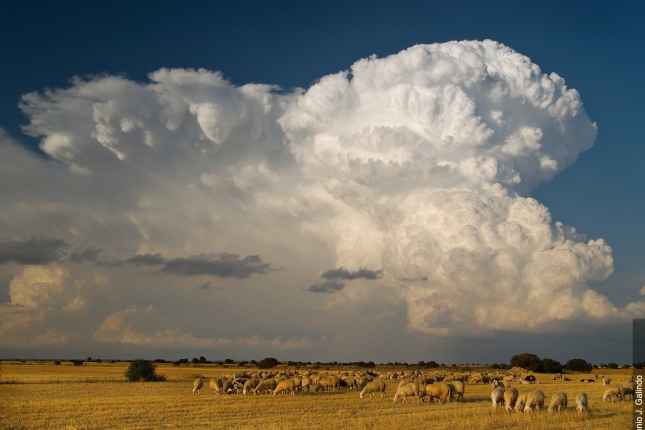 Cumulonimbusak hodei trinkoak dira, mendi edo dorre formakoak. Ekaitz elektriko, txingor eta haize iragarleak. Albacetekoa da argazkia (Espainia). Cumulonimbusak hodei trinkoak dira, mendi edo dorre formakoak. Ekaitz elektriko, txingor eta haize iragarleak. Albacetekoa da argazkia (Espainia).