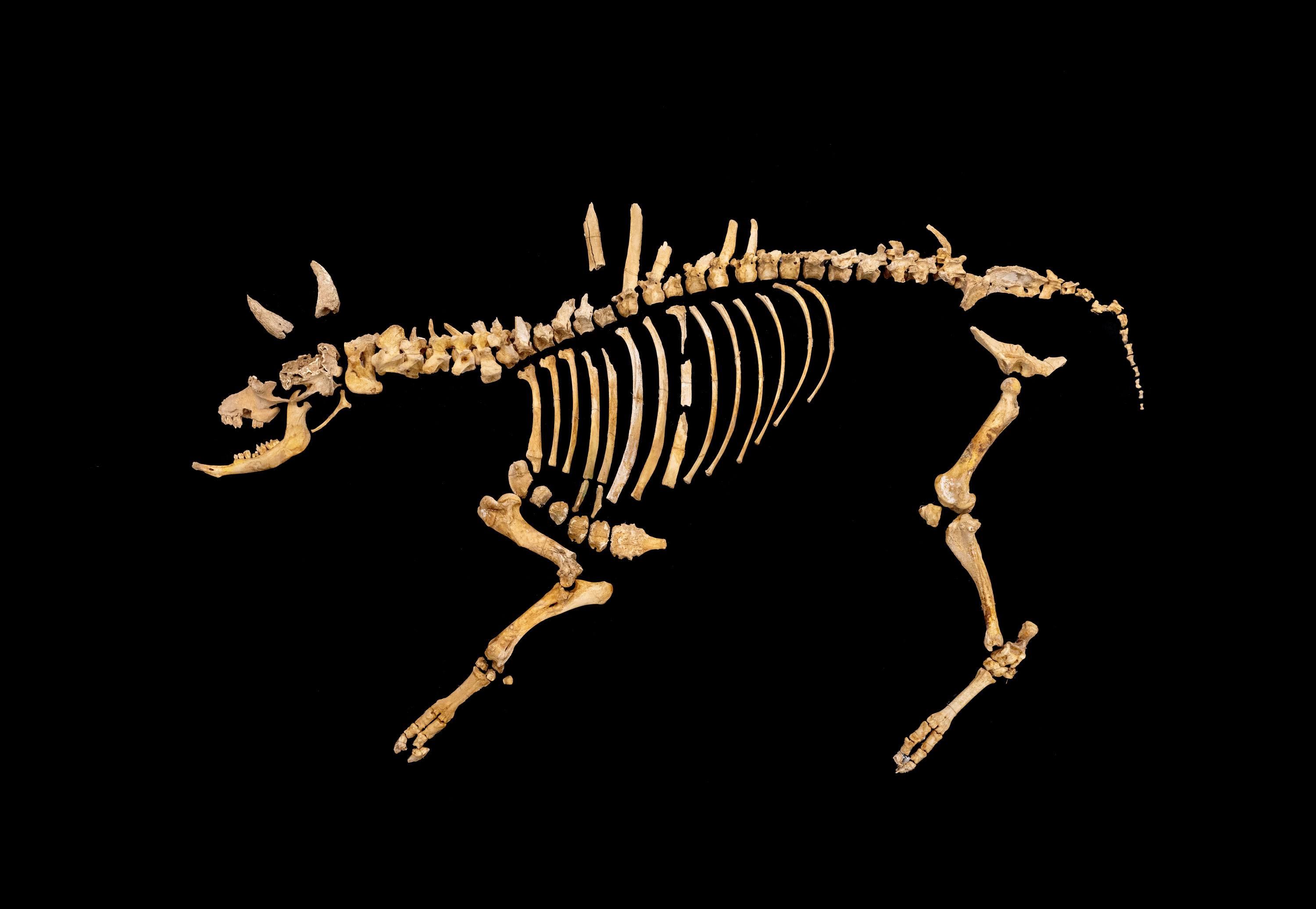 Urbasan topatutako bisontearen hezurdura. NAFARROAKO GOBERNUA