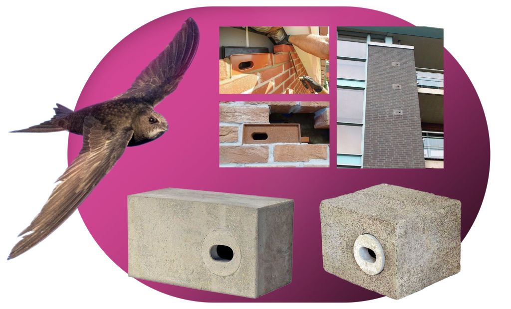 Sorbeltz bat hegan, eta habiak egiteko adreilu zulodunak. BERRIA