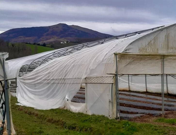 'Nils' tenpestagatik andeatua izan den landaretegi bat. ELB