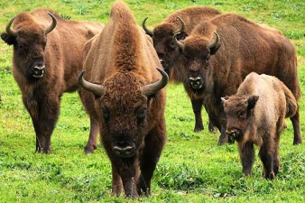 Bisonte europar talde bat, Jaengo lursail batean, Espainian. EFE