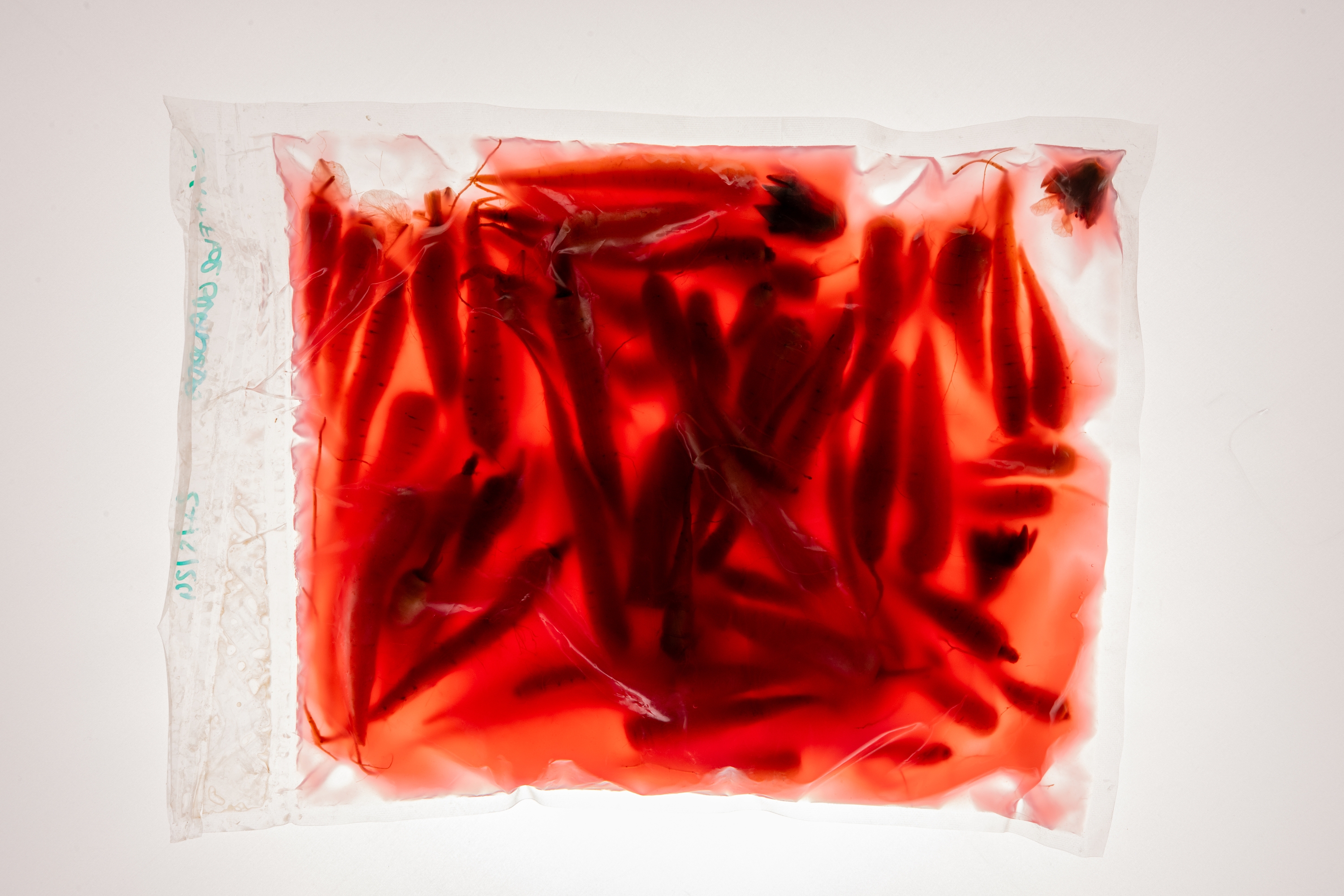 Hartzitutako azenario txikiak eta bestelakoak. BCC