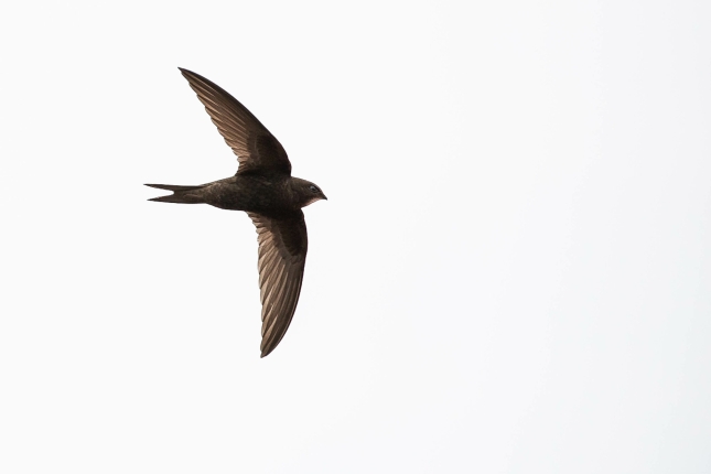 Sorbeltz arrunta, hegaldi betean. ARANZADI