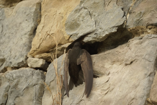 Sorbeltz arrunta, harrizko horma baten zuloan. JUAN DEAN