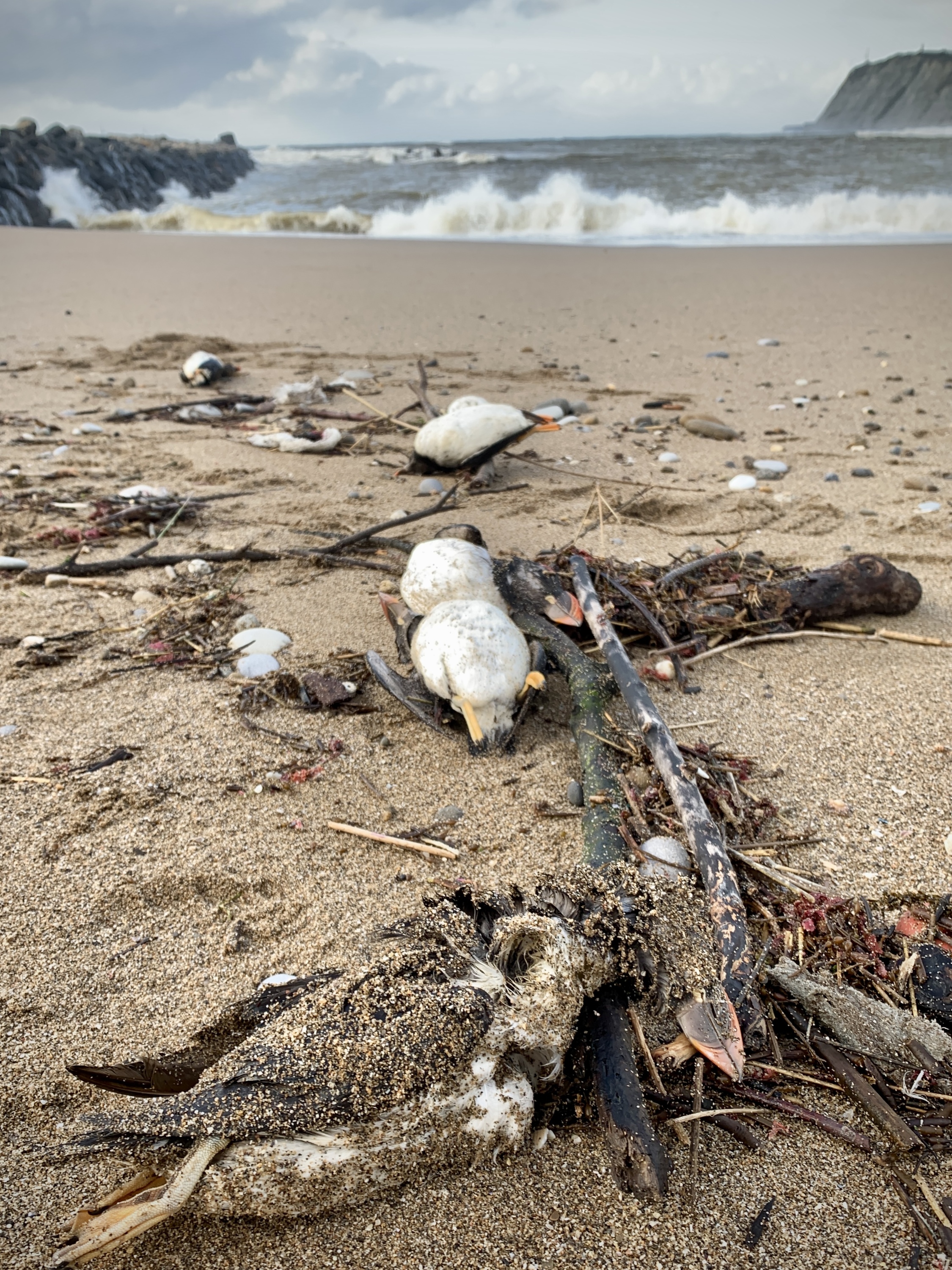Lanperna musuak, Bizkaiko Algortako hondartza batean, otsailaren 14an. FOKU