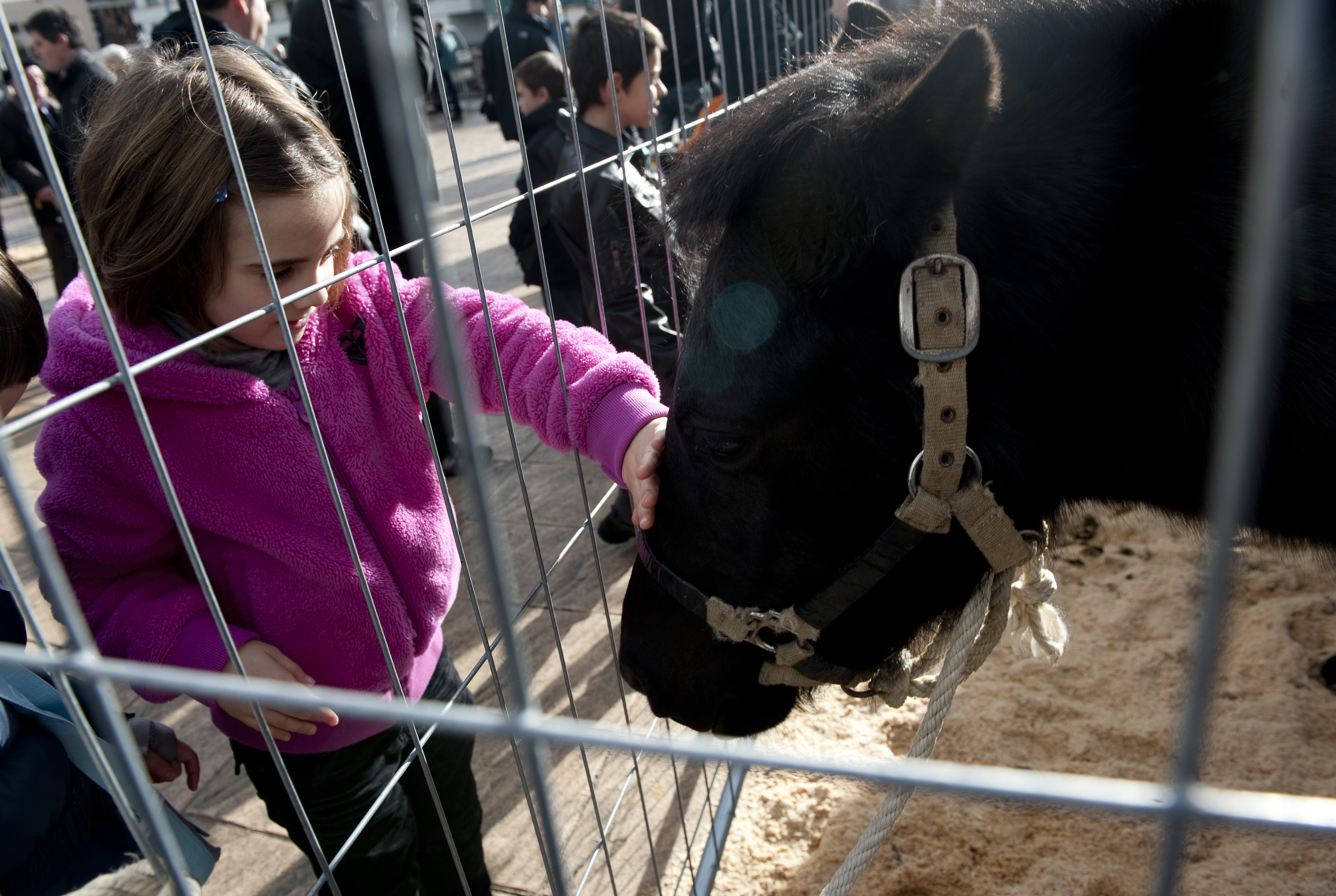 Behiak, Arrasateko azoka batean. RAUL BOGAJO / FOKU