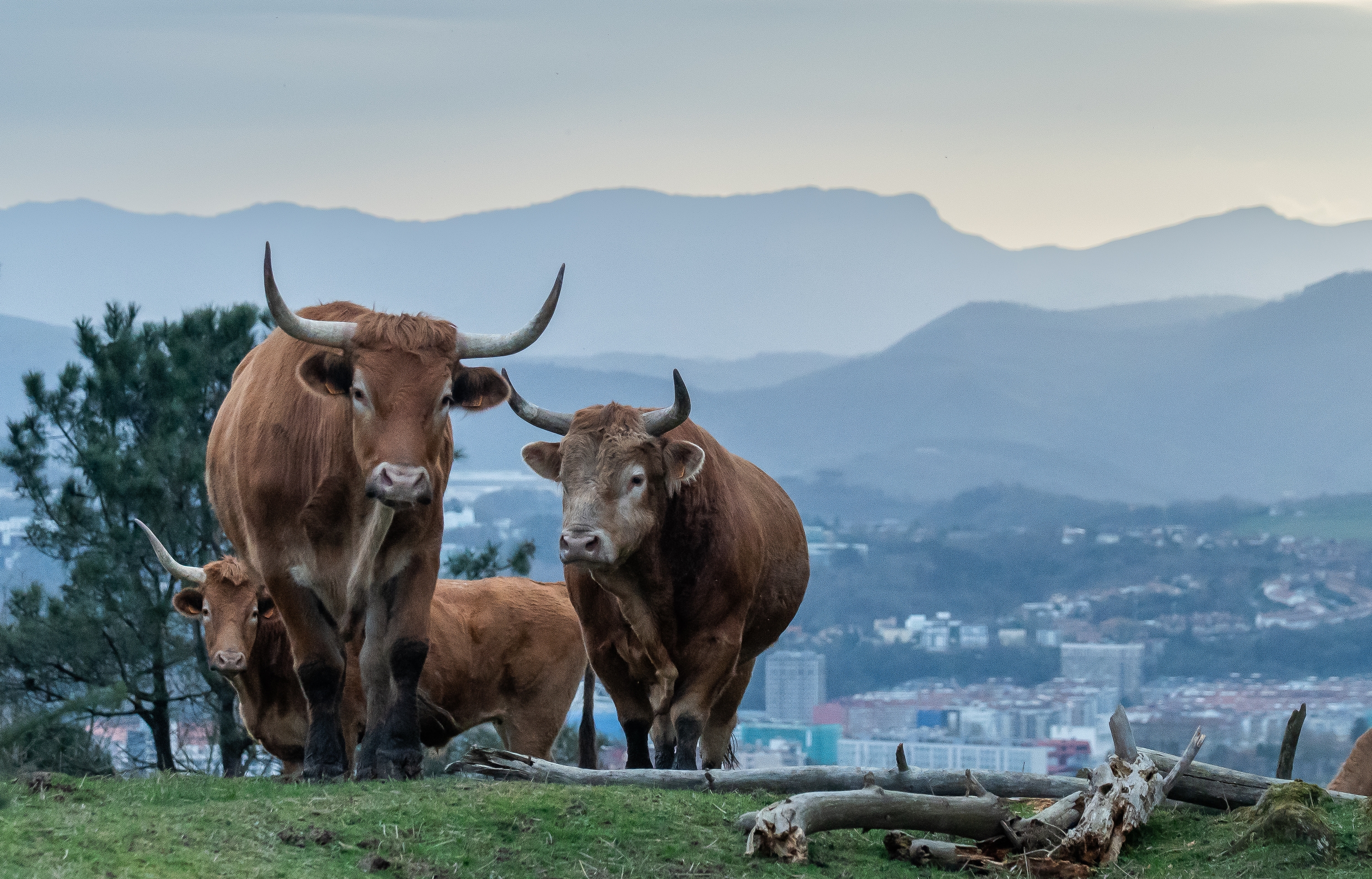 Behiak, Mendioa mendian (Gipuzkoa). ANDONI CANELLADA / FOKU