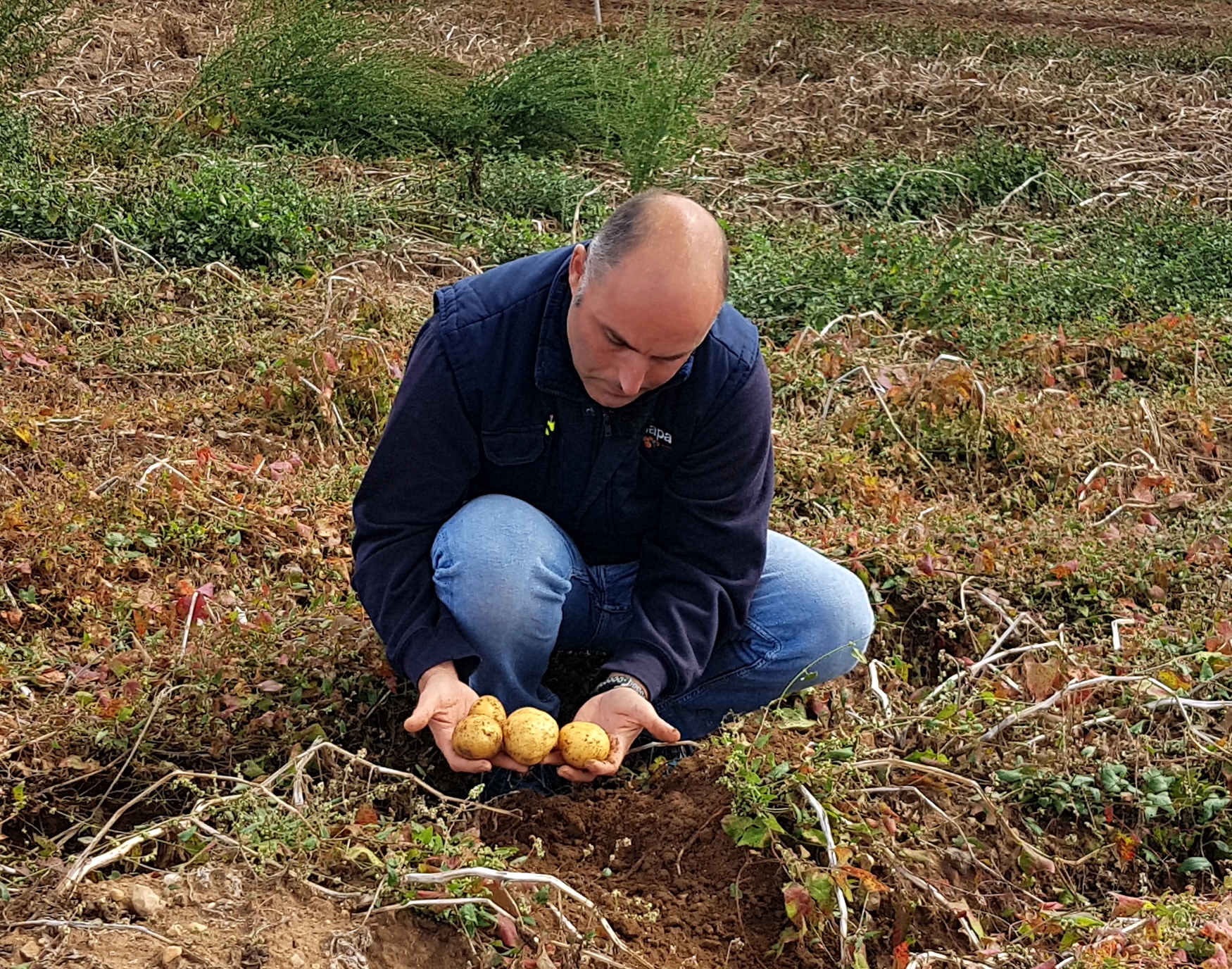 Gasteizko Udapa kooperatibako kide bat, Arabako patatak eskuan, artxiboko irudi batean. UDAPA