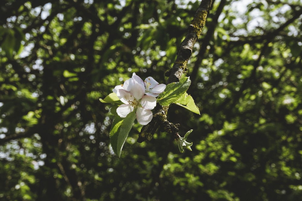 Sagarrondo bat loretan