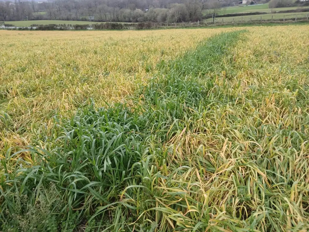 Marieneko lurrak erreta, Kanbon. BERRIA