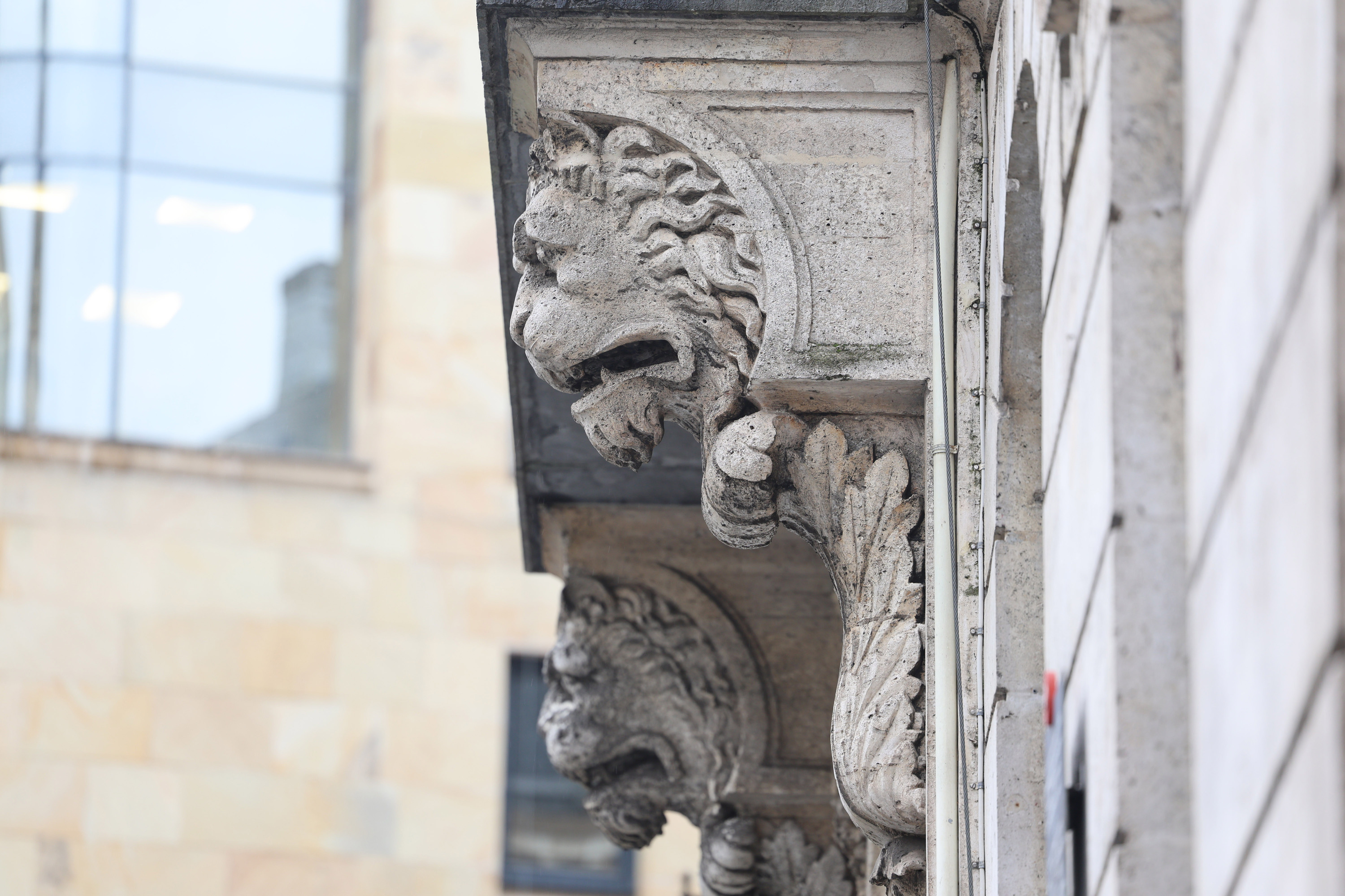 Lehoiak, BBVA fundazioaren egoitzan, Bilbon. 