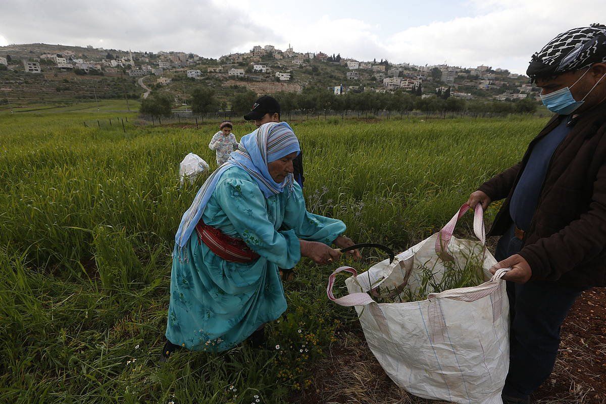 Familia bat belarra jasotzen, Zisjordaniako Nablus hiriaren inguruan. ALAA BADARNEH / EFE