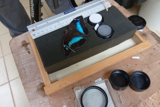 Ikerketarako harrapatutako tximeleta bat, anestesiatuta. MAIDER IGLESIAS CARRASCO