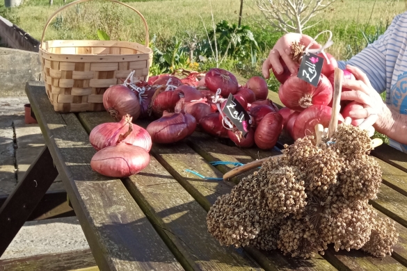 Ana Mari Llaguno Zallako tipulak ordenatzen, atzean, eta haziak gordetzen dituzten landare marroixkak, aurrean. AMAIA IGARTUA ARISTONDO