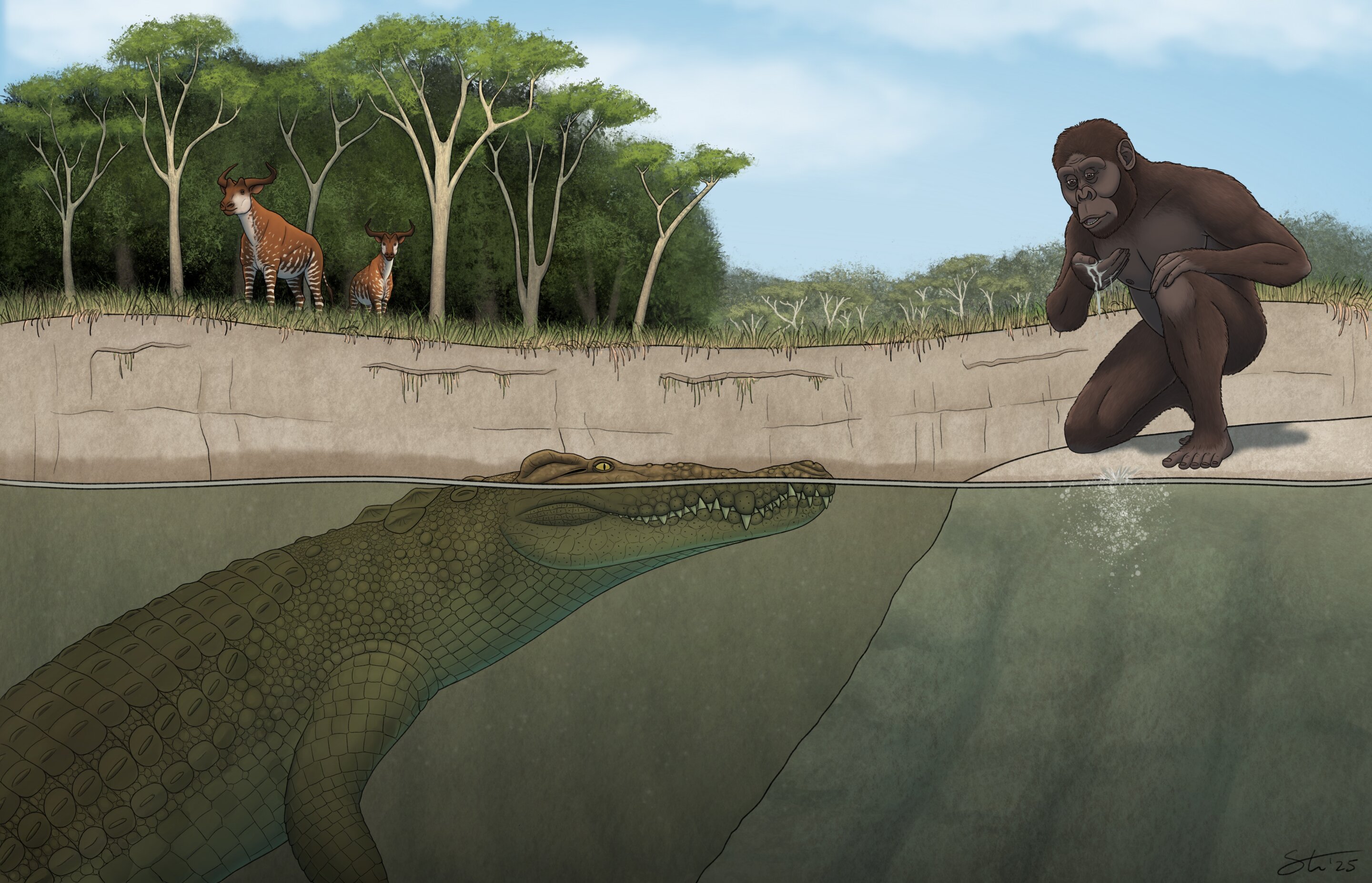 ‘Crocodylus lucivenator’ izeneko krokodiloaren eta Lucyren ilustrazioa. TYLER STONE / UNIVERSITY OF IOWA