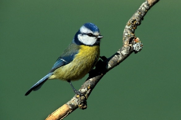 (ID_17750479426245) Amilotx urdina.