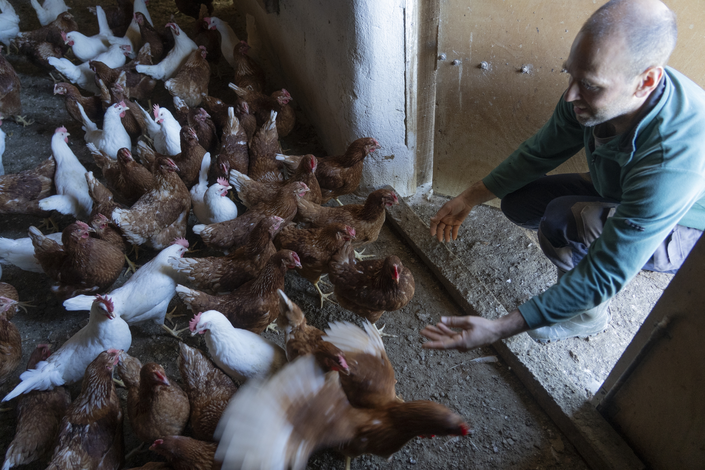 Oiloak konfinatuta, San Martin Unxeko ustiategi batean, Nafarroan. JAGOBA MANTEROLA / FOKU