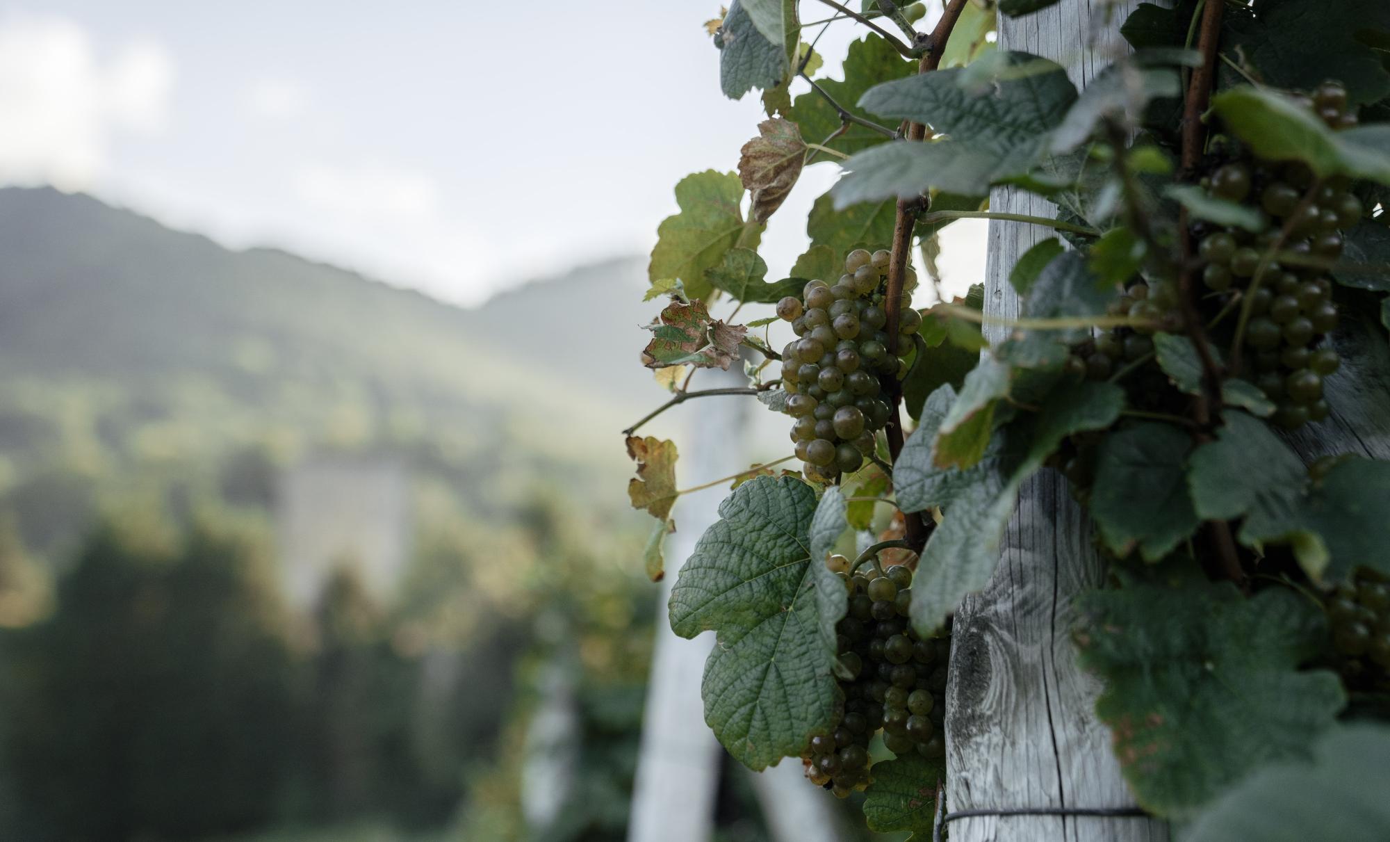 Gorka Izagirre txakolinaren mahastia, Larrabetzun. BIZKAIKO TXAKOLINA