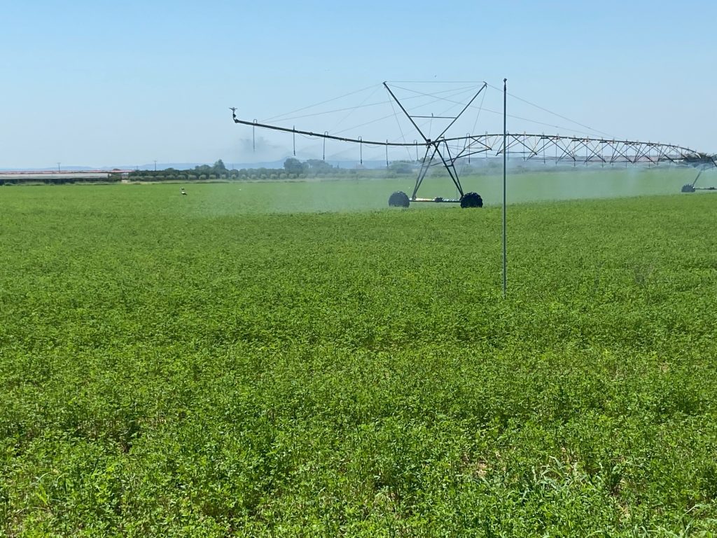 (ID_17755849006155) Alpapa ekoizpena