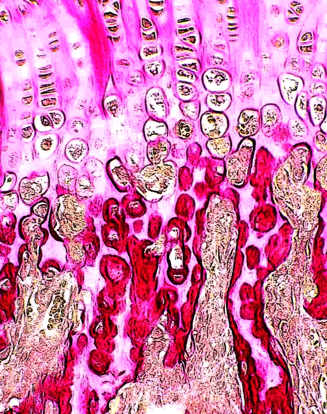 (ID_17756629604965) (/EHU) Hezurra eta kartilagoa