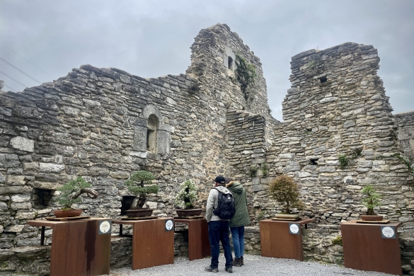 Bonsaien erakusketa bat ere ikus daiteke Santa Katalinan. BERRIA