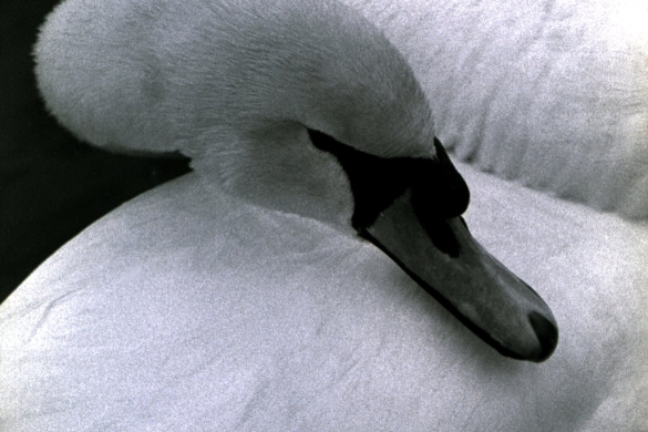 (ID_17768414495725) Alia Syed zinemagilearen Swam filmeko irudi bat.