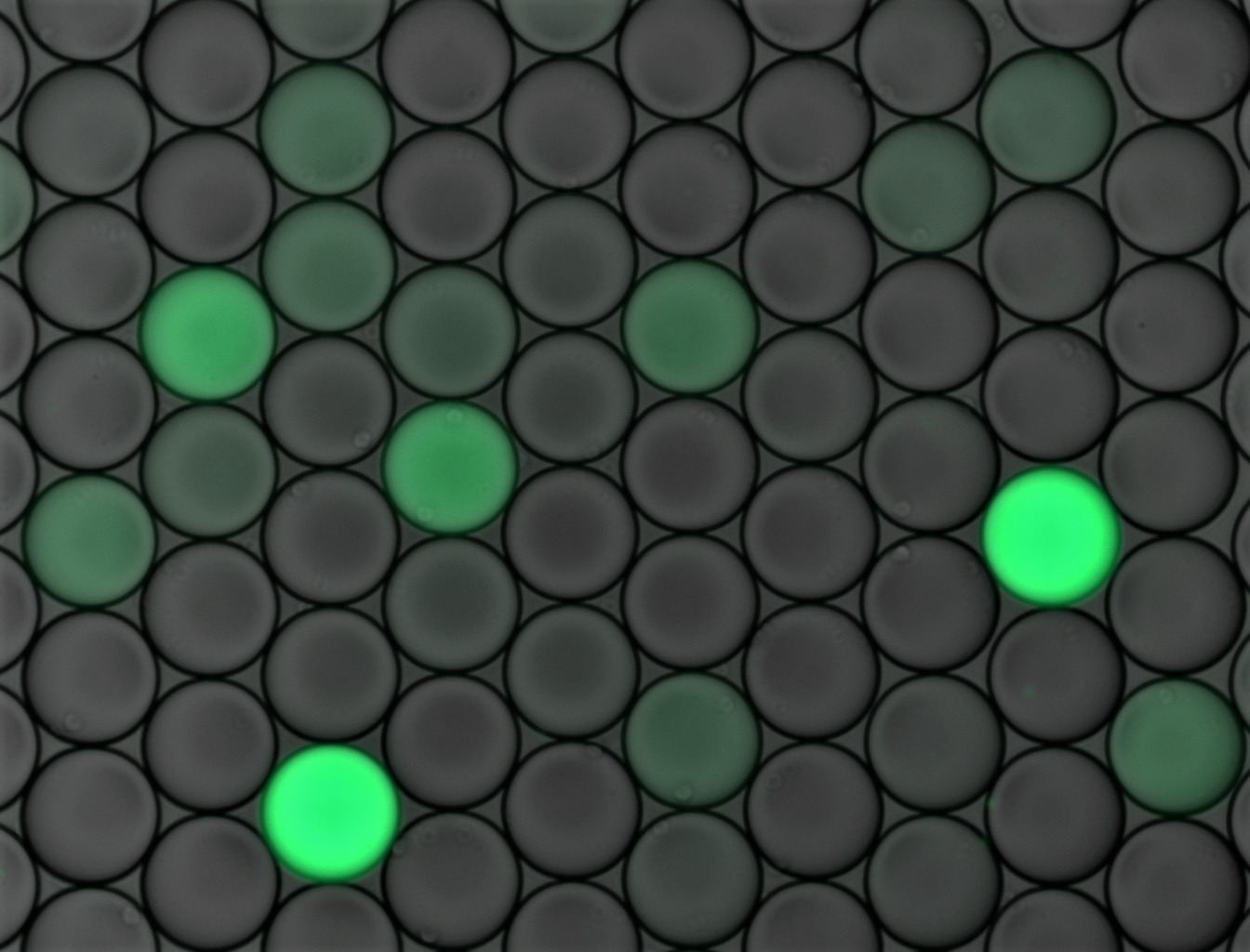 Antigorputzean proteina fluorezente bat txertatzen da, eta epitopoarekin talka egiten badu eta proteina antigorputzean sartzen bada, kolore fluoreszentea izango du. CIC BIOMAGUNEK UTZITAKOA