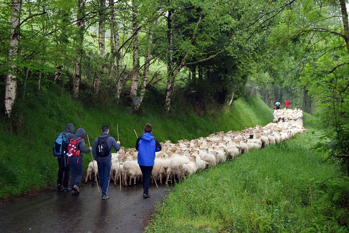Gipuzkoako larreen irekiera, 2021ean, Aralarren. ENEKOITZ TELLERIA