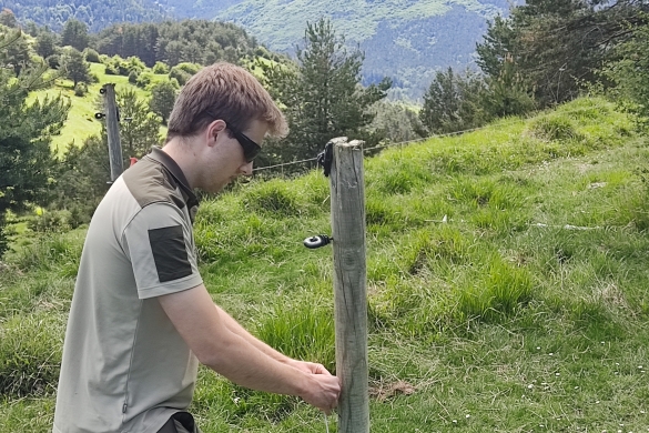 Basozain bat ardiak babesteko hesi elektriko bat jartzen, Erronkaribarren. NAFARROAKO HITZA