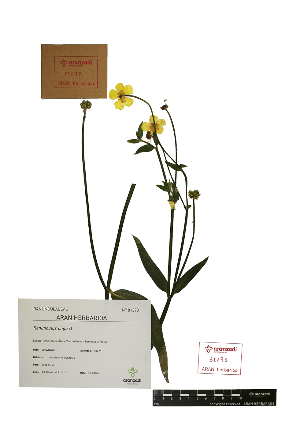 'Ranunculus lingua' landarearen plegu bat, Aranzadiko herbarioan. ARANZADI 'Ranunculus lingua' landarearen plegu bat, Aranzadiko herbarioan. ARANZADI