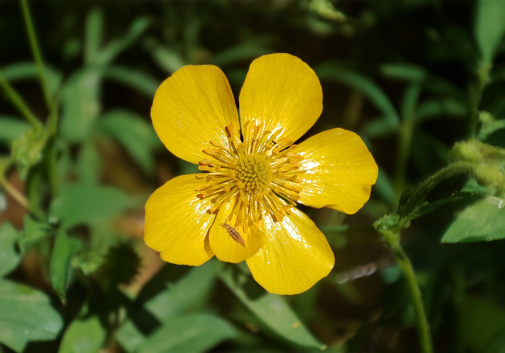 Salburuko hezegunean topatutako 'Ranunculus lingua' landarearen lore horia. ARANZADI
