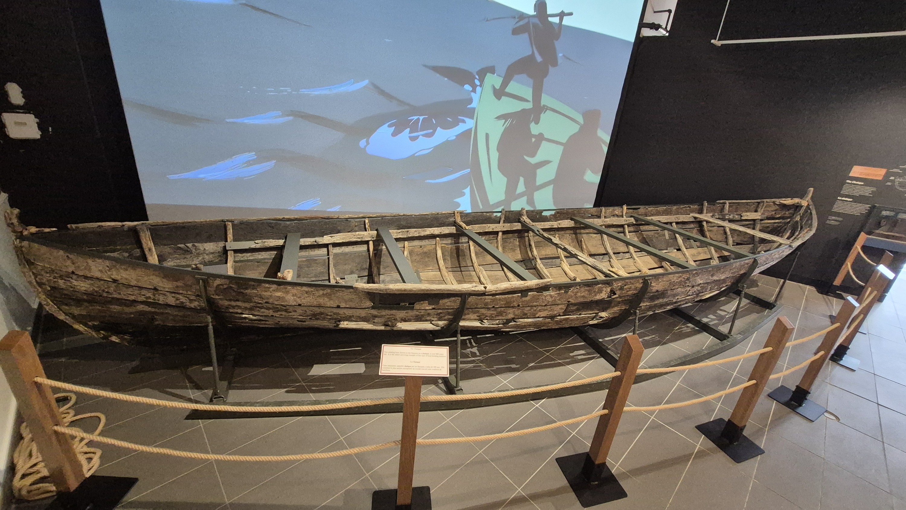 Red Bayko museoan dagoen euskal txalupa munduan aurkitu den balea txaluparik zaharrena da. ENEKOITZ TELLERIA