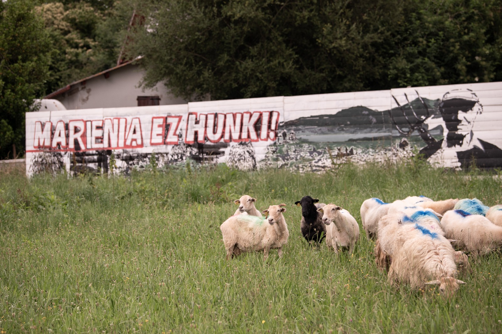 Ardiak Marieneko lurretan, Kanbon. PATXI BELTZAIZ