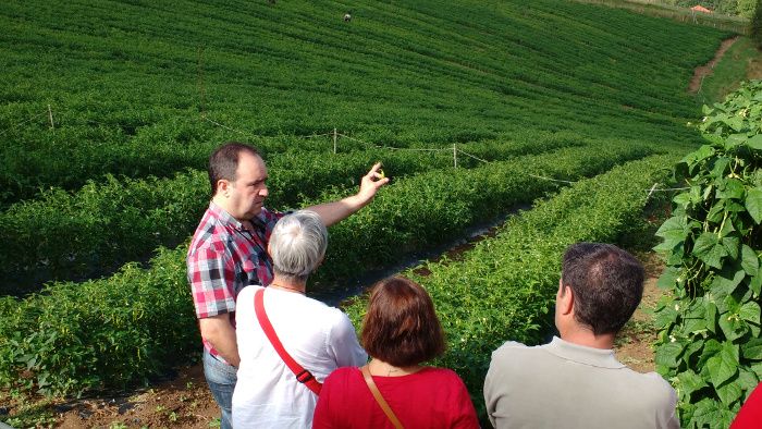 Txumitxa markako Ibarrako piperra. Landaketa ezagutzeko bisita gidatu bat. TOLOSALDEA GARATZEN