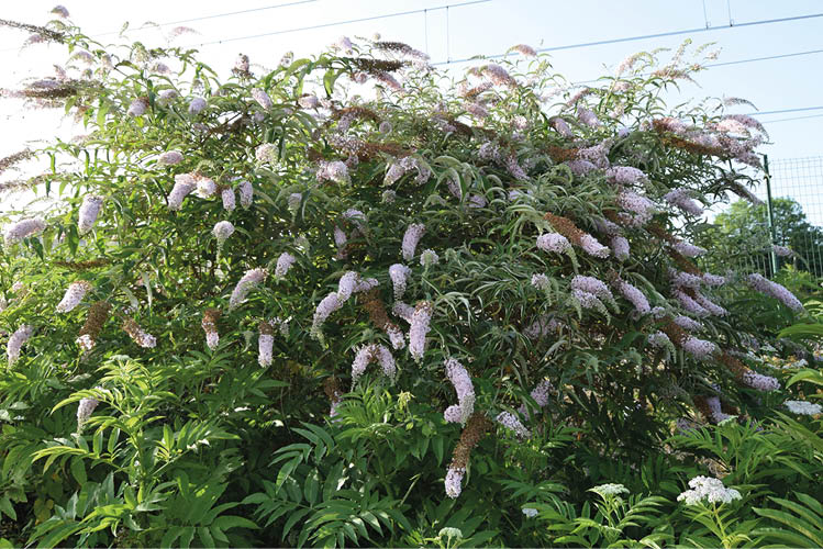 Bi edo hiru metroko zuhaixka egiten da 'Buddleja davii' landare inbaditzailea. Argazkikoa, Andoainen daudenetako bat da. ENEKOITZ TELLERIA