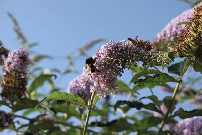 Erlastar bat, Buddleja davii zuhaixka baten loreetan. ENEKOITZ TELLERIA Erlastar bat, Buddleja davii zuhaixka baten loreetan. ENEKOITZ TELLERIA