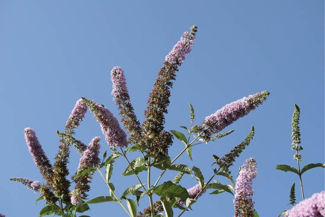 'Buddleja davii' ale bakoitzak hiru milioi hazi aska ditzake. ENEKOITZ TELLERIA 'Buddleja davii' ale bakoitzak hiru milioi hazi aska ditzake. ENEKOITZ TELLERIA